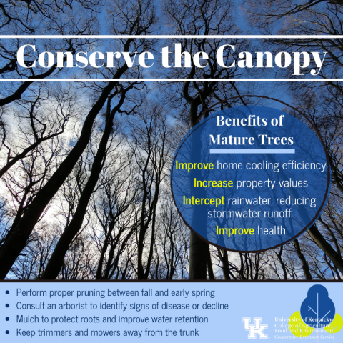 Conserve the Canopy
